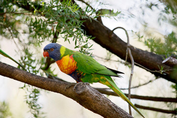 this is a side view of a rainbow lorikeet