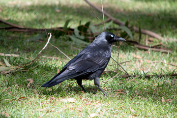 this is a side view of an Australian raven walking on grass