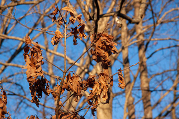Sun shining on leaves in winter