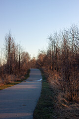 Beaten path under a clear sky