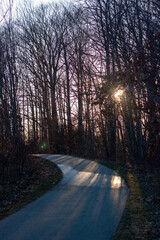 Sun shining through the winter trees