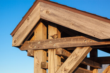 True sparrow perched on a wooden beam