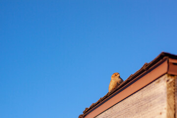 True sparrow perched on roof shingles