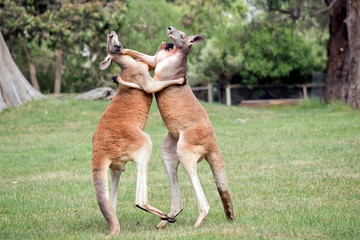 the red kangaroos are scratching each other in the chest and neck