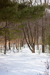 Winter in a quiet forest