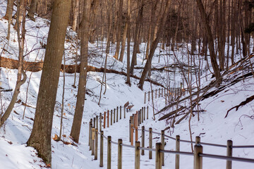 Snow on top of a forest path