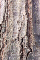 Macro of tree bark in winter