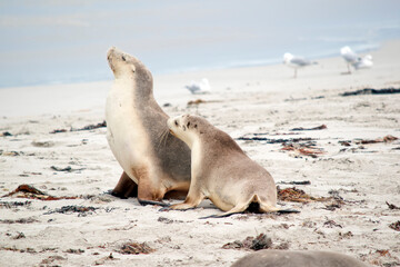 this is a cub and its mum on the beach