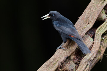 Scarlet-rumped Cacique