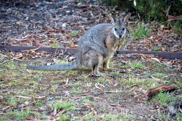 the tammar wallaby is looking for food