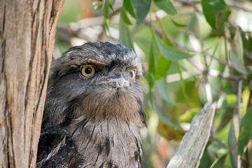 the tawny frogmouth is on the alert for danger