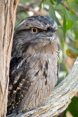 the tawny frogmouth is on the alert for danger