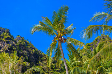 Fototapeta na wymiar Coconut palm with cliffs rocks on Railay beach west, Ao Nang, Krabi, Thailand