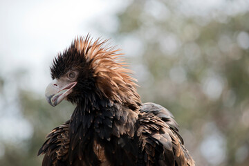 this is a close up of a wedge tailed eagle.