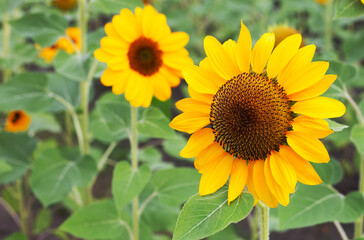 Sunflower field, Beautiful summer landscape.