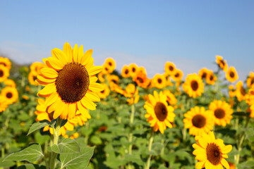 Sunflower field with blue sky. Beautiful summer landscape.