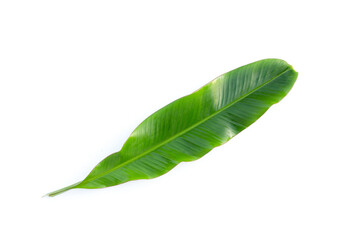 Fototapeta premium Fresh banana leaves on white background.