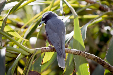 the woodswallow is hiding in the shadow of the leaves