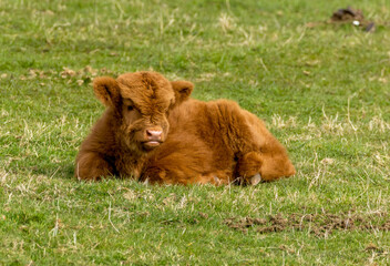 Fototapeta na wymiar Baby Scottish highland cow, calf, in a green field in the sunshine in the meadow