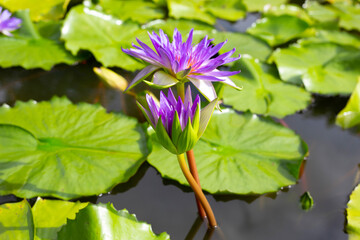 Beautiful blooming Nymphaea lotus flower with leaves, Water lily pot