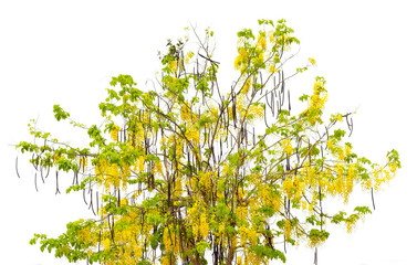 Cassia fistula flower on tree
