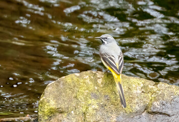 Grey wagtail perched on a rock in the river in the sunshine 