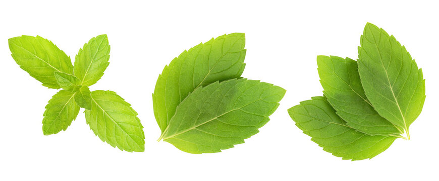 Mint or pepermint green leaves on transparent background.