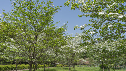 日本の春に咲くハナミズキの花