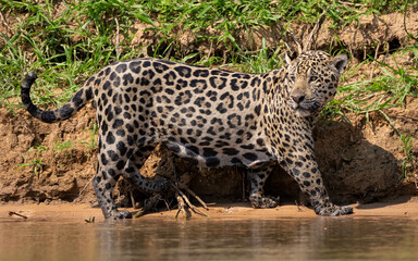 Inka: the Big Boy