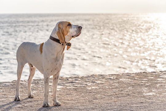 A beautiful dog at the beach at sunrise in Marseille, France. The dog is a mix, part great dane, part hound.