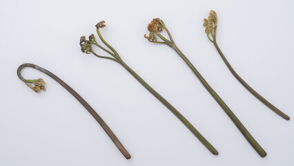 白い背景とワラビ｜春の山菜イメージ