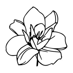 Flower Vector Icon