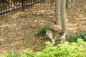 何かを見つけた猫