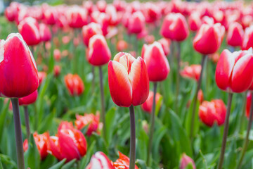 field of red tulips