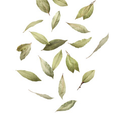 Dry bay leaves falling on white background
