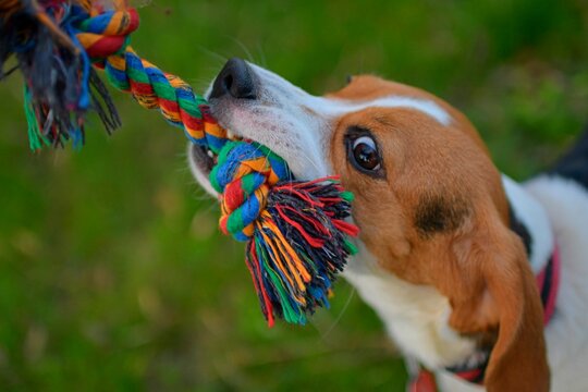 A dog pulling a colored rope. Beagle dog playing with his master. Dog and his master outside. Dog and his toy. Authentic and live photo.
