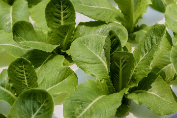 Close up of cos lettuce in hydroponic greenhouse.