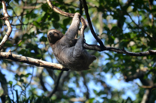 Un bebe perezoso esta colgado en la rama de un &aacute;rbol en la selva tropical