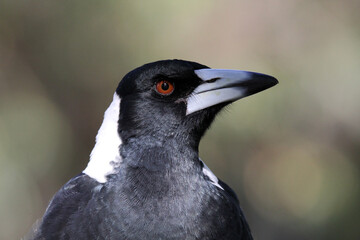 Close up portrait of an Australian magpie bird