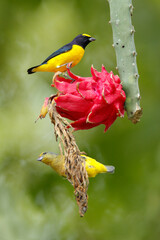  Scrub-Euphonia