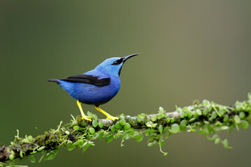 Shining Honeycreeper