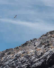 Ballestas islands, Paracas Ica Peru