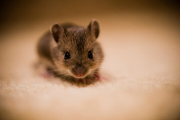 A baby house mouse scuttles along carpeted stairs in a house looking for food UK