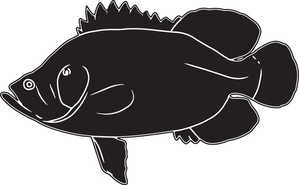 Tripletail Hand sketched, hand drawn vector clipart
