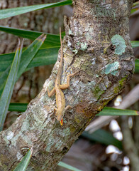 Brown Anole on a tree