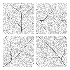 Leaf vein vector texture isolated transparent autumn black detail botanical vein leaf organic