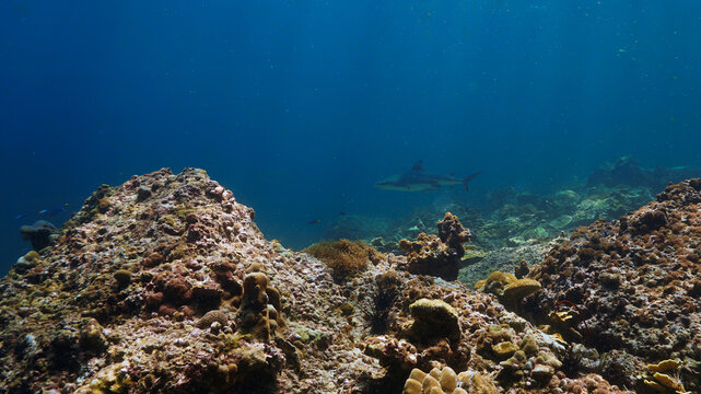 Underwater photo of Blacktip reef shark at coral reef in beautiful light. From a scuba dive in the Andaman sea in Thailand.