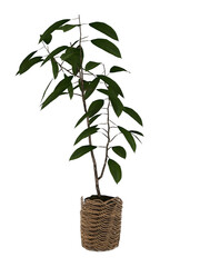 Fototapeta na wymiar A plant in a pot with a rope tied around it. PNG