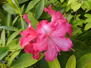 大輪の花を咲かせる美しいシャクナゲは、高嶺の花です