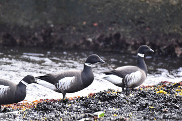 漁港のコクガン
